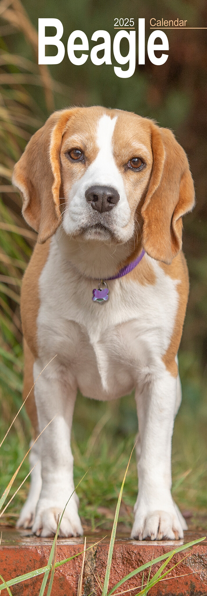 Beagle Kalender 2025 Slimline Kopen? Bestel eenvoudig online