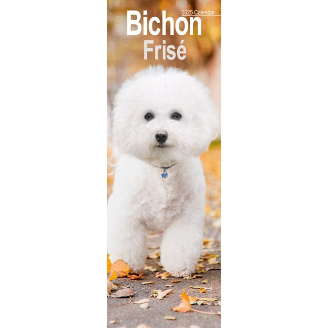 Bichon Frise Calendar 2025 Slimline