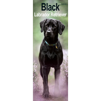 Avonside Labrador Retriever Calendar Black 2025 Slimline
