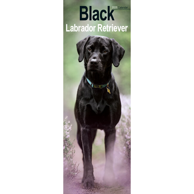 Labrador Retriever Calendrier Noir 2025 Slimline