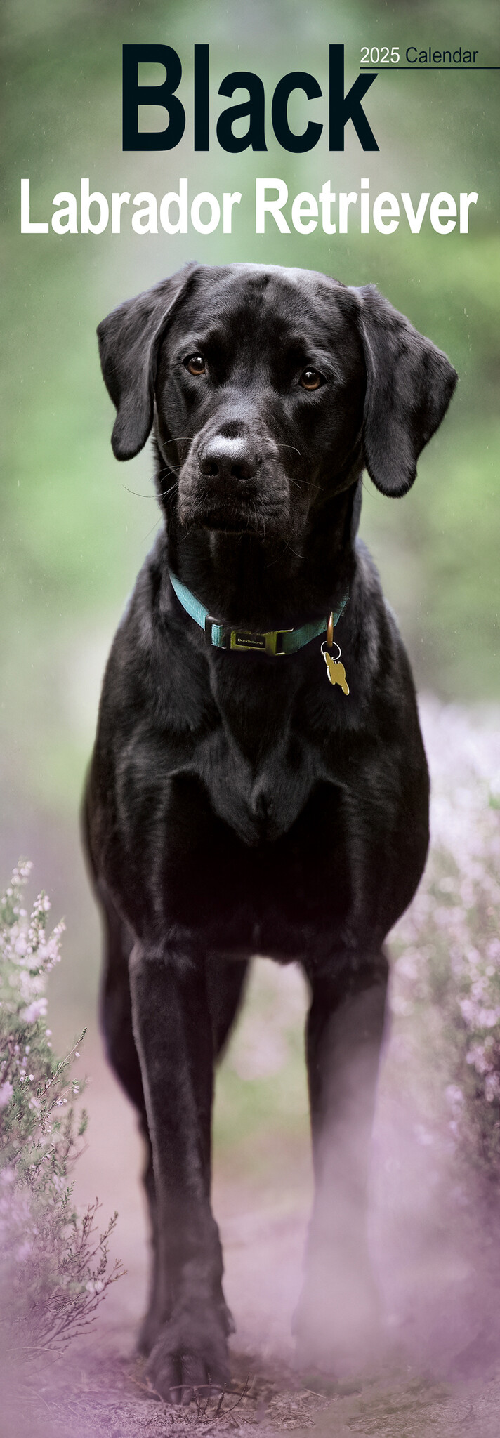 Labrador Retriever Kalender Zwart 2025 Slimline