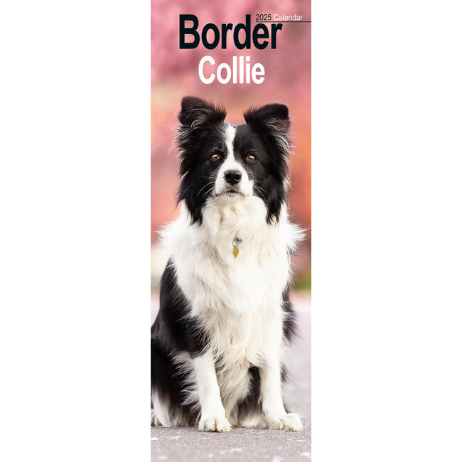 Border Collie Calendar 2025 Slimline Buy order online easily