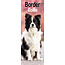 Avonside Calendario Border Collie 2025 Slimline