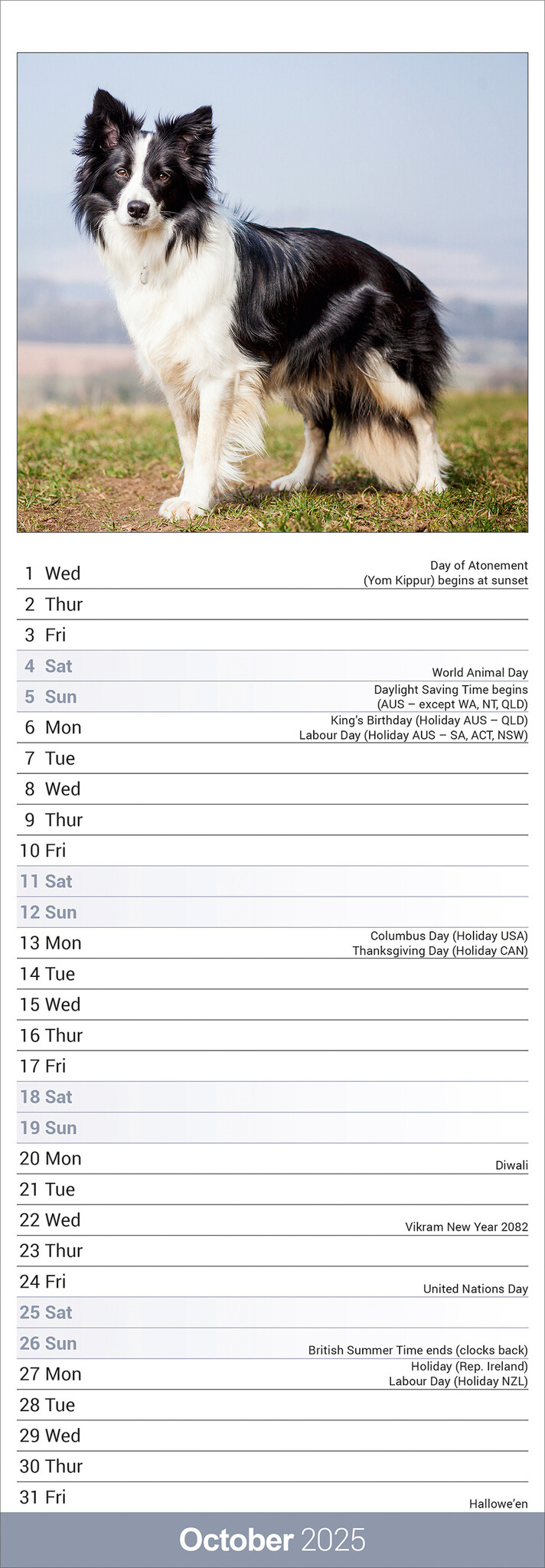 Border Collie Calendar 2025 Slimline Buy order online easily