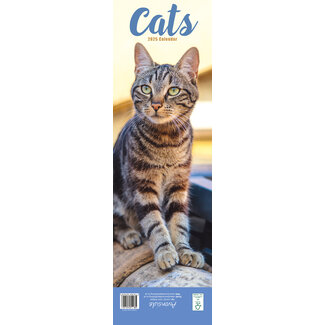 Avonside Calendrier des chats 2025 Slimline