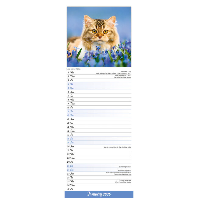 Buy Cat Calendar 2025 Slimline order online easily Kalenderwinkel.nl