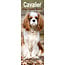 Avonside Calendario del Cavalier King Charles Spaniel 2025 Slimline