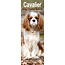 Avonside Calendrier Cavalier King Charles Spaniel 2025 Slimline