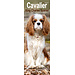 Avonside Calendrier Cavalier King Charles Spaniel 2025 Slimline