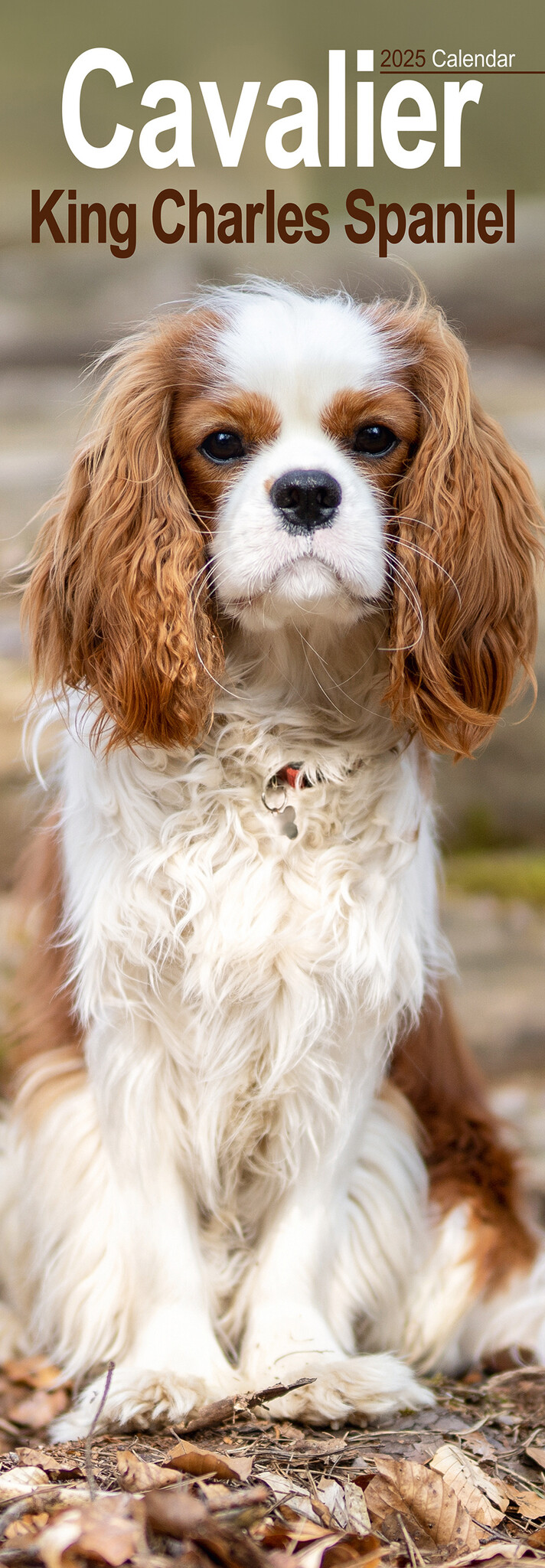 Buying Cavalier King Charles Spaniel Calendar 2025 Slimline photos of