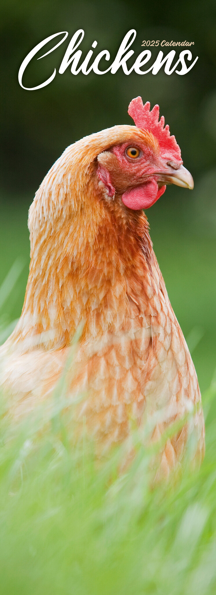 Kippen Kalender 2025 Slimline Kopen? Bestel eenvoudig Online