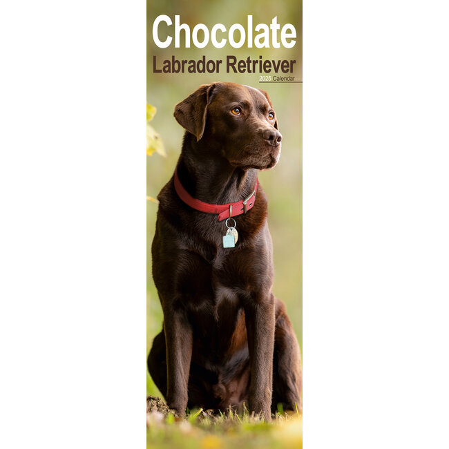 Avonside Labrador Retriever Calendar Brown 2025 Slimline