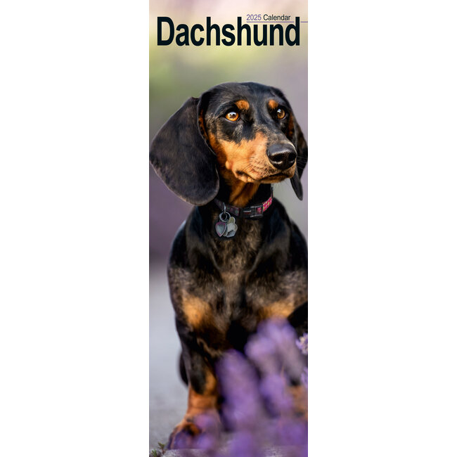 Avonside Dachshund-Kalender 2025 Slimline