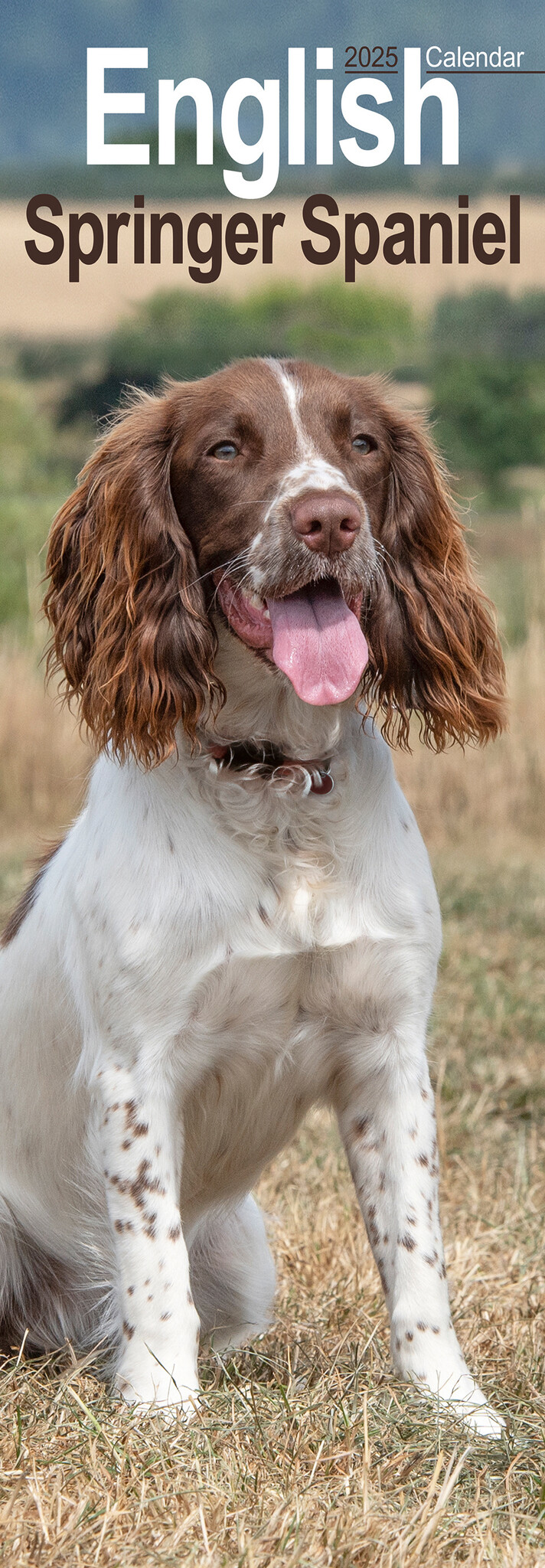 Engelse Springer Spaniel Kalender 2025 Slimline