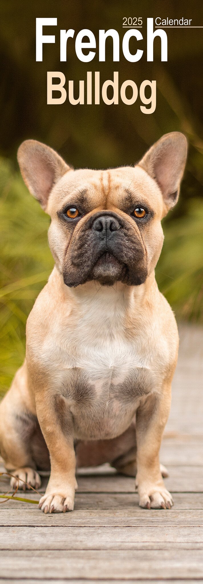 Französische Bulldogge Kalender 2025 Slimline  bestellen einfach kaufen - Kalenderwinkel.nl