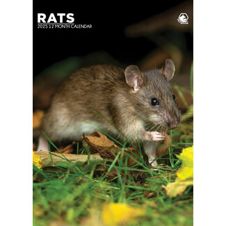 CalendarsRUs Rats A3 Calendar 2025