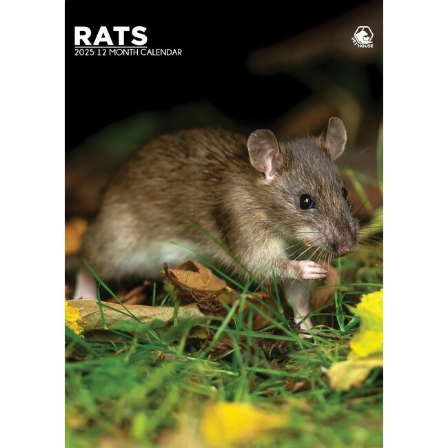 Rats A3 Calendar 2025