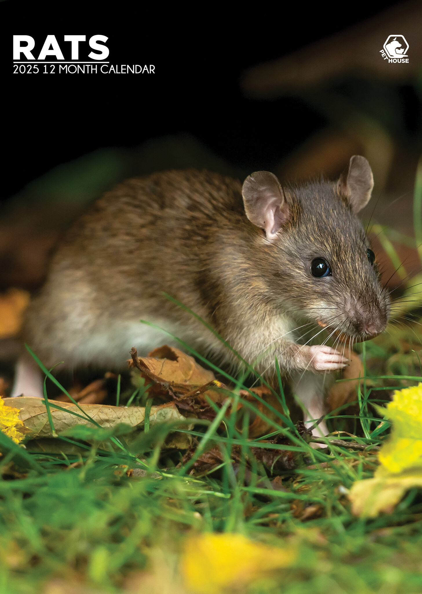 Ratten A3 Kalender 2025