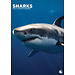 CalendarsRUs Sharks A3 Calendar 2025