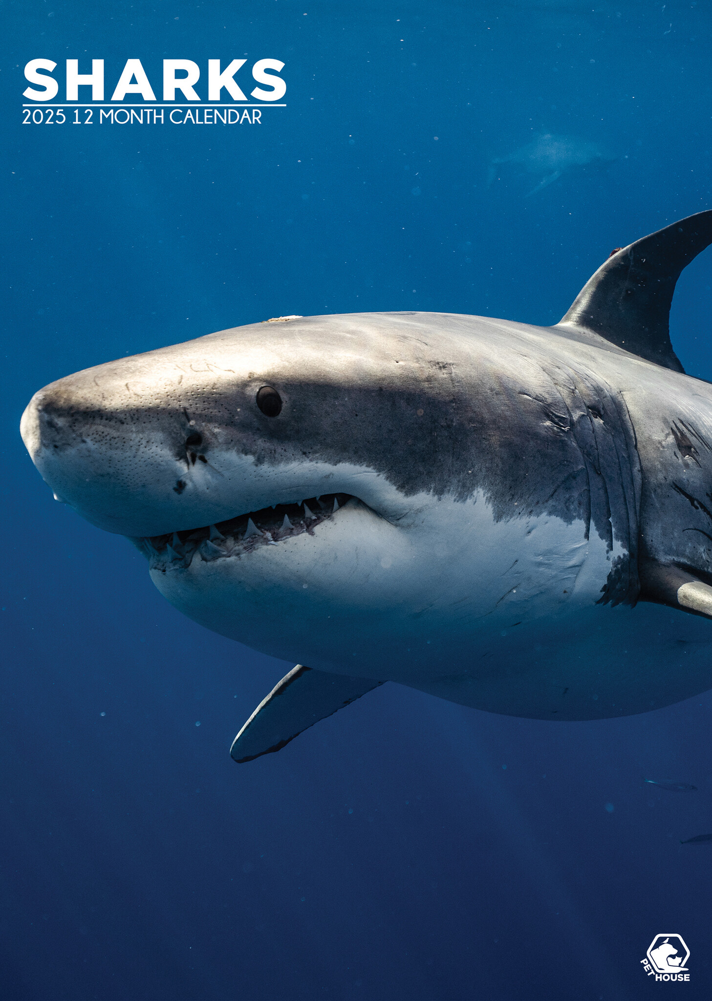 Sharks A3 Calendar 2025 Order easily and quickly Online Kalenderwinkel.nl