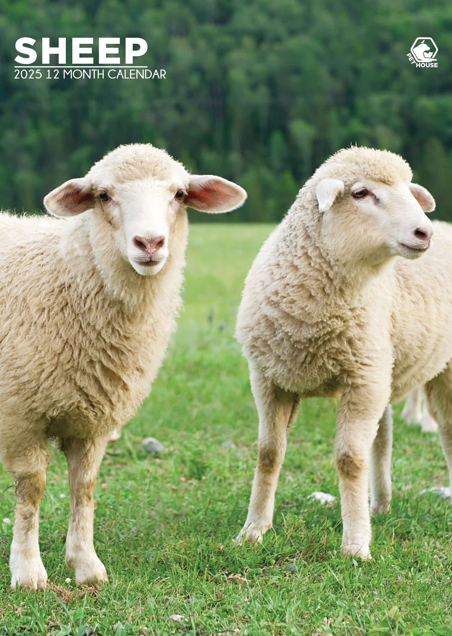 Schapen A3 Kalender 2025
