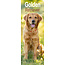 Avonside Calendario Golden Retriever 2025 Slimline