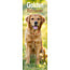 Avonside Golden Retriever Calendar 2025 Slimline