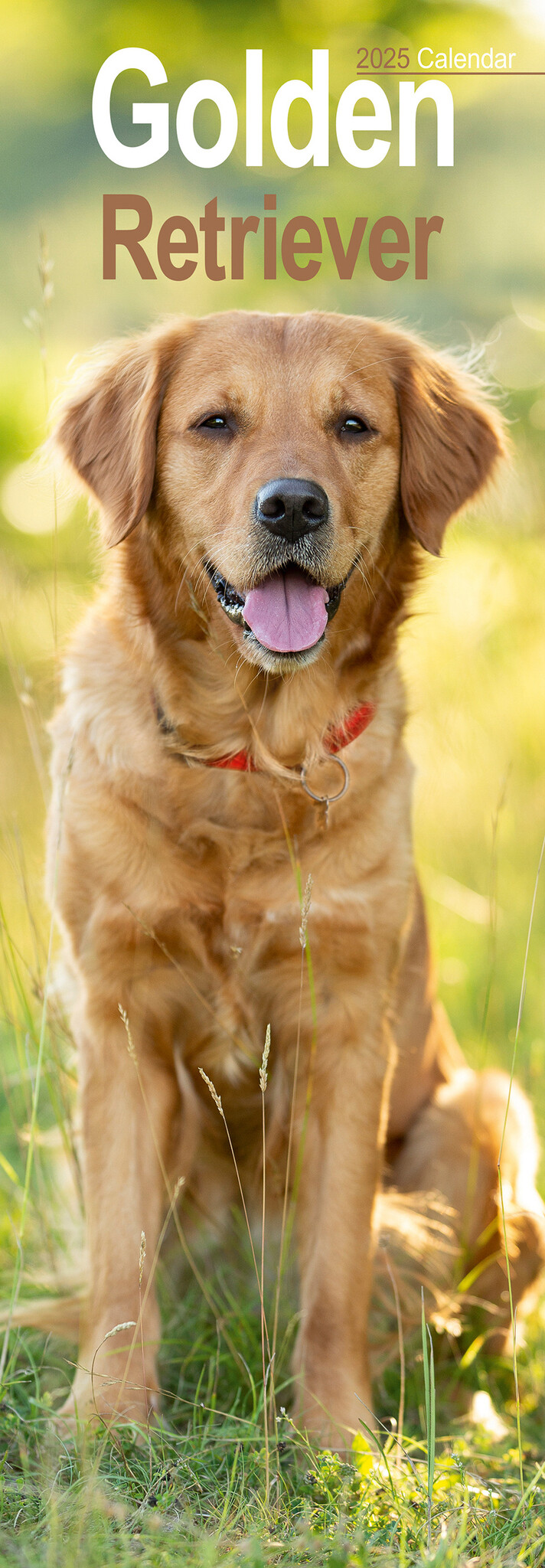 Golden Retriever Kalender 2025 Slimline