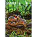CalendarsRUs Snakes A3 Calendar 2025