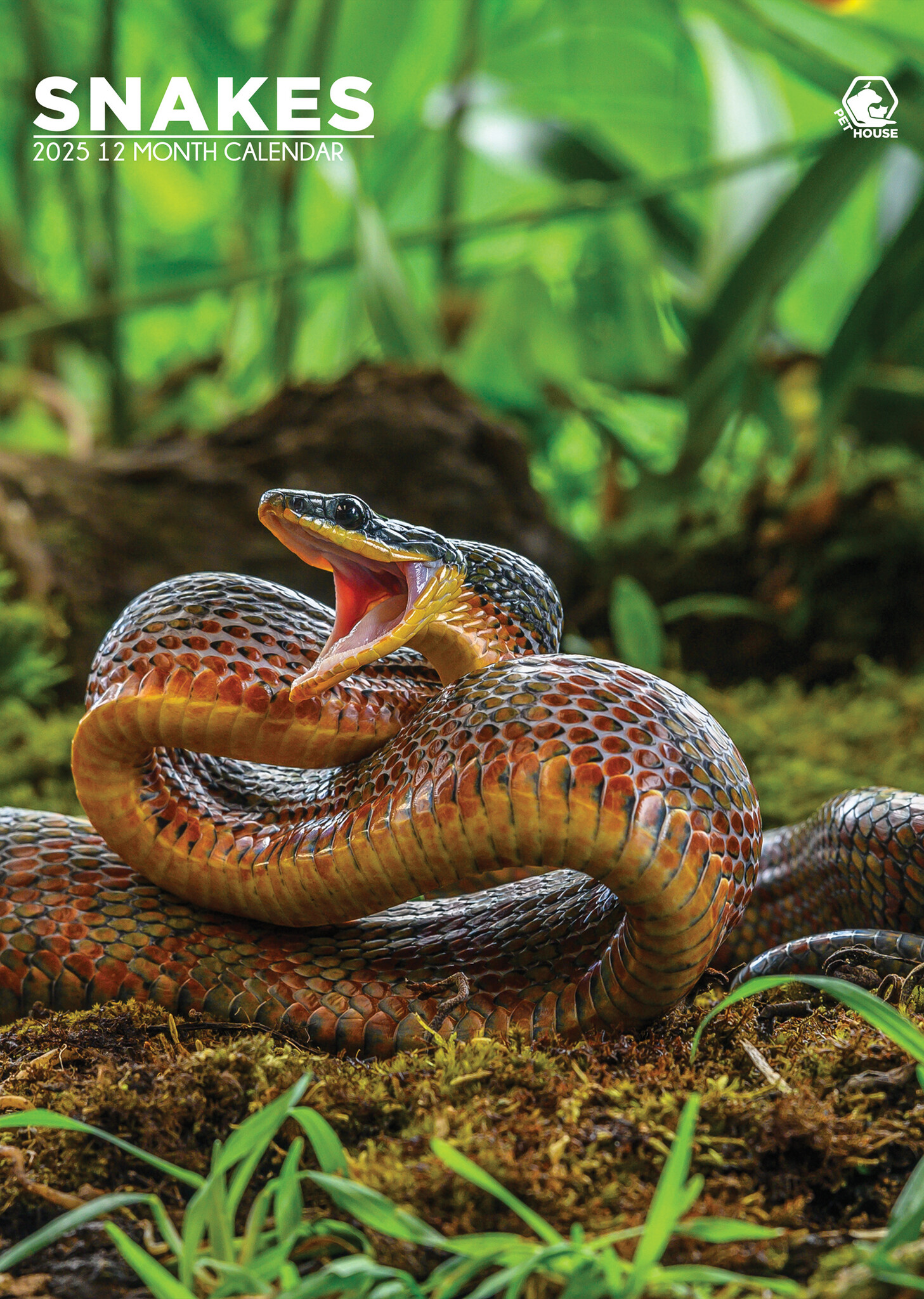 Snakes A3 Calendar 2025 Order easily and quickly Online