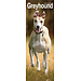 Avonside Calendario de Galgos 2025 Slimline