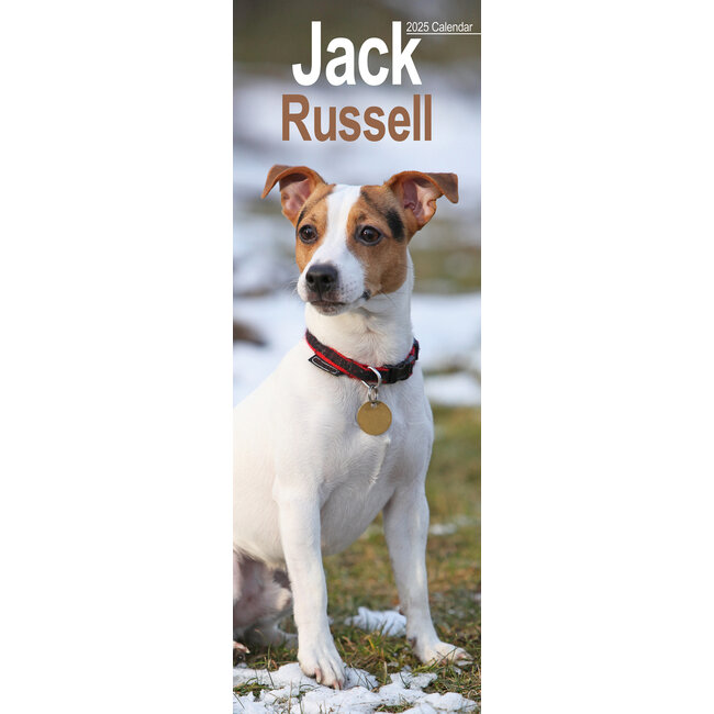 Jack Russell Terrier Calendar 2025 Slimline