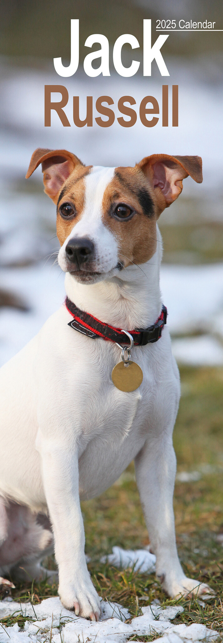 Jack Russell Terrier Kalender 2025 Slimline