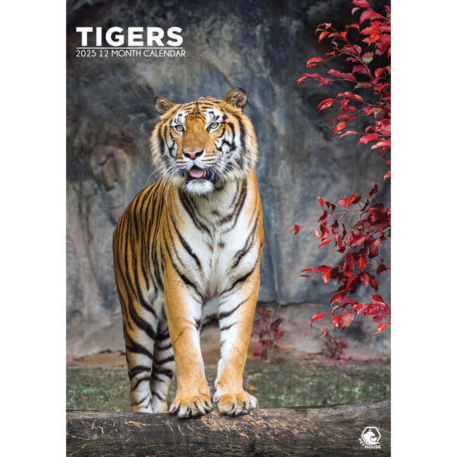 Tiger A3 Calendar 2025