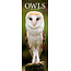 Avonside Owls Calendar 2025 Slimline