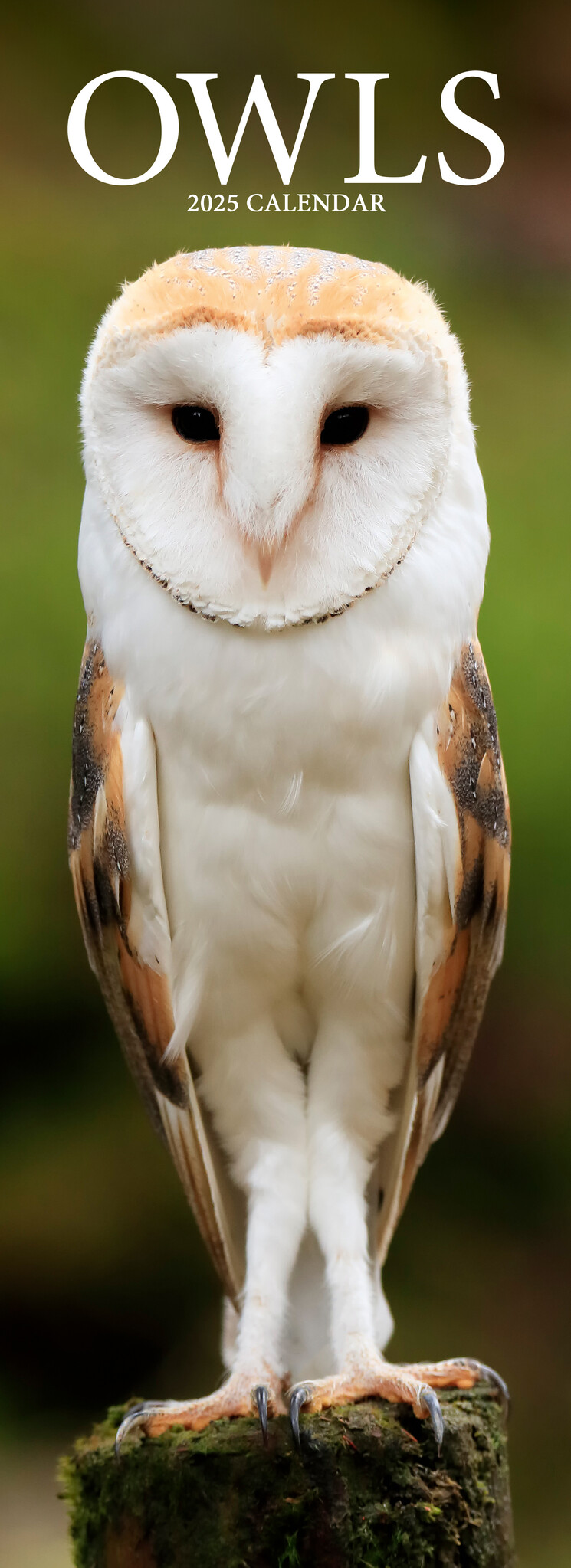 Buying Owls Calendar 2025 Slimline simply order online