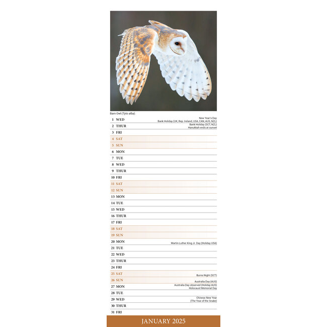 Buying Owls Calendar 2025 Slimline simply order online