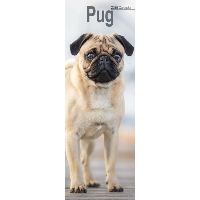 Avonside Pug Calendar 2025 Slimline