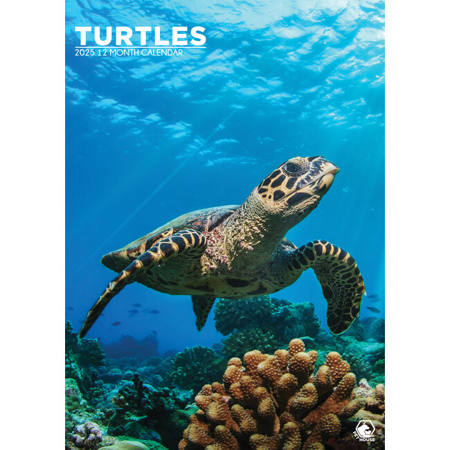 Turtles A3 Calendar 2025