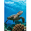 CalendarsRUs Tortues Calendrier A3 2025