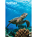 CalendarsRUs Schildpadden A3 Kalender 2025