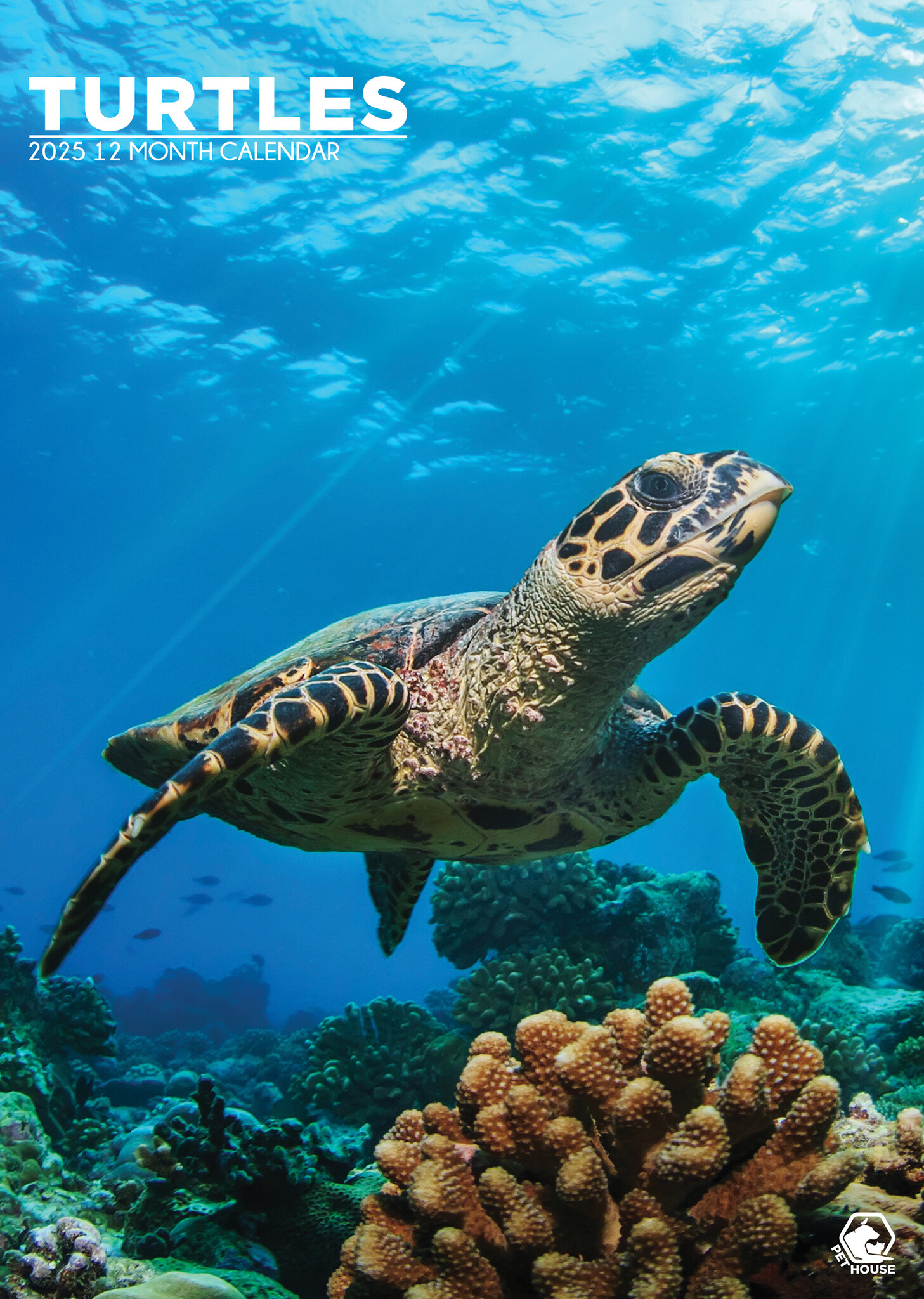 Schildpadden A3 Kalender 2025