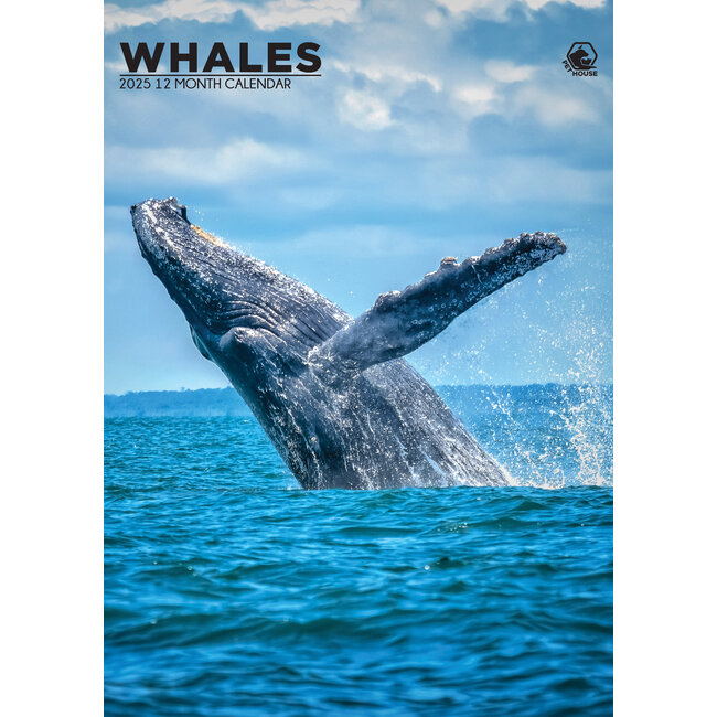 Baleines Calendrier A3 2025