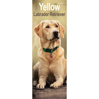 Avonside Labrador Retriever Calendar Blonde 2025 Slimline