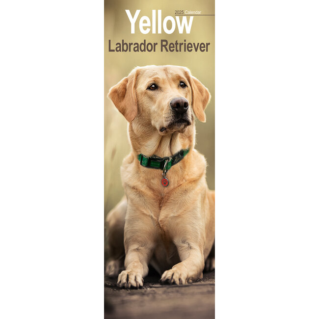 Calendario Labrador Retriever Biondo 2025 Slimline