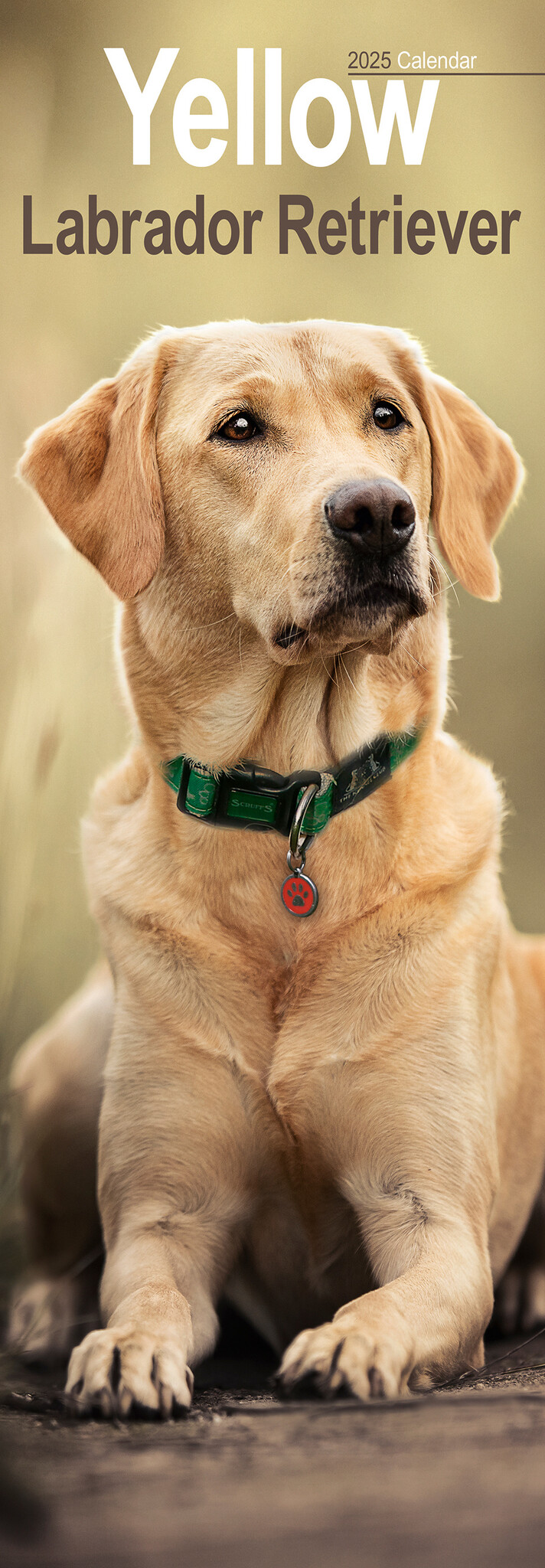 Labrador Retriever Kalender Blond 2025 Slimline Kopen? Bestel eenvou