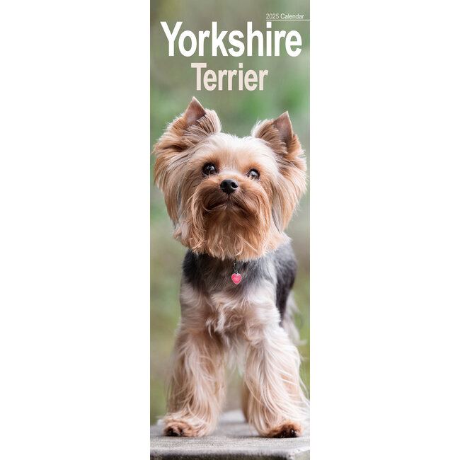 Yorkshire Terrier Calendrier 2025 Slimline