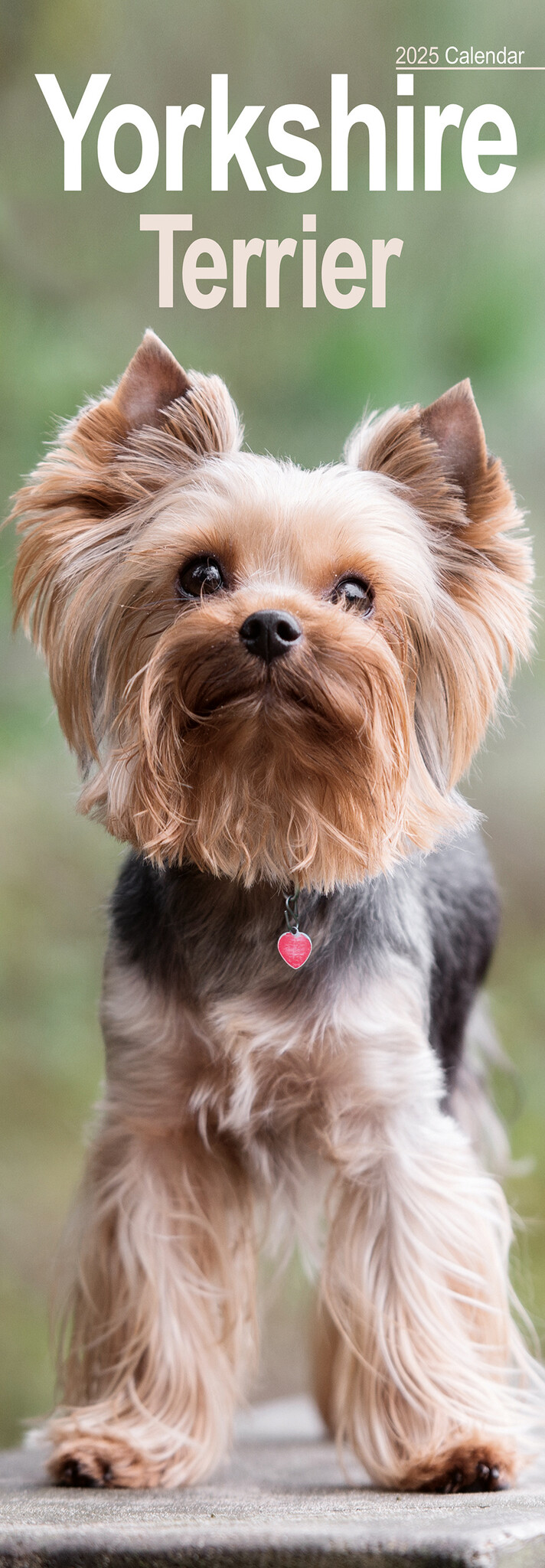 Yorkshire Terrier Kalender 2025 Slimline