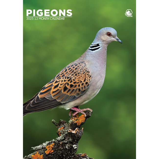Pigeons A3 Calendar 2025