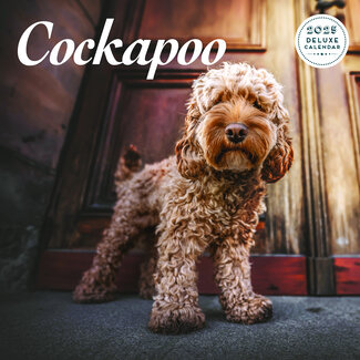 Magnet & Steel Cockapoo Kalender 2025 Deluxe